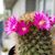 Amparo Castellanos's profile image