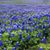 Edna Fulwood's profile image