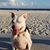 Miles Mumaugh's profile image