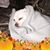 Bettie Bewley's profile image
