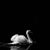 Tammy Soler's profile image
