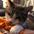Tracy Hansen's profile image