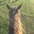 Genny Berkel's profile image