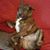 Deborah Ann Gondella's profile image