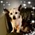 Rebecca Zamboni-Olsen's profile image