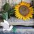 Ana E Delgadillo's profile image