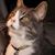 Denise Haupt Patton's profile image