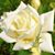 Francis Garcia Gongora's profile image
