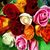 Shailesh Prajapati's profile image