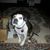 Carol Bellman's profile image