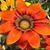 Valerie Arno Maddocks's profile image