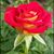 Misty Lanning's profile image