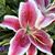 Sheri Barnett Saldana's profile image