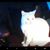 Doreen Jefferson's profile image