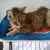 Toni Tedesco Royer's profile image