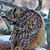 Micki Holliday's profile image