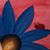 Susan Franc Leary's profile image