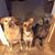 Tracey Wolski's profile image