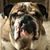 Mia Bocce G's profile image