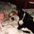 Sarah Hamilton Ball's profile image