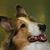 Cheryl Fox's profile image