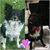 Sabrina Mattoni's profile image