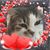 Beth Nicholas's profile image