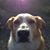 Bob Gauvreau's profile image