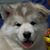 Ignacio Castellanos's profile image