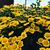 Khanh Pham's profile image