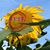 Alison Harrington Larsson's profile image