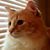 Krista Leonard's profile image