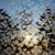 Johnette Bickelhaupt's profile image