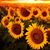 Barb Parks Bute's profile image