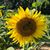 Wendy Kraus's profile image