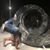 Quincy Ayaguna Capoeira's profile image