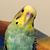 Erin Budgie's profile image