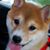 George Shi's profile image