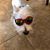 Lizzie Golumbic's profile image