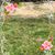 Cheryl Dabbs Polley's profile image