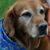 Eleanor Lee Gering's profile image