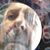Alex Zambra's profile image