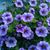 Michelle Survis-Coonrod's profile image