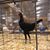 Robbie Toney's profile image