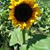 Marcolina Martinez's profile image