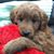 Anne Twining -Vandenbosch's profile image