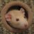 Marcie Dobyns's profile image