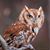 Alison Whipple's profile image