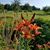 Amy Melick Leamer's profile image