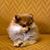 Tharron Cole's profile image